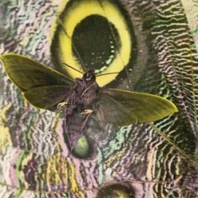Pay Attention ! - The Mothmen