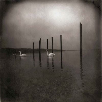 Conference Of The Birds - OM