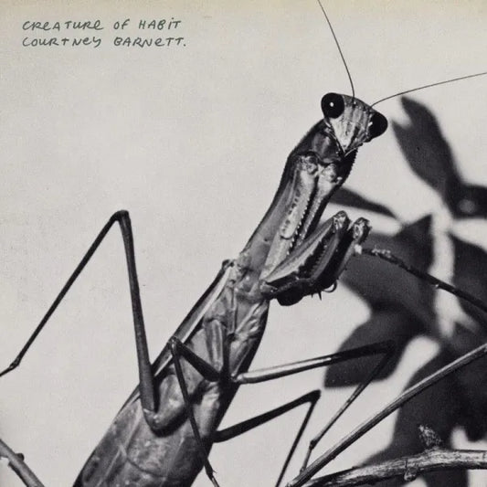 Creature of Habit - Courtney Barnett