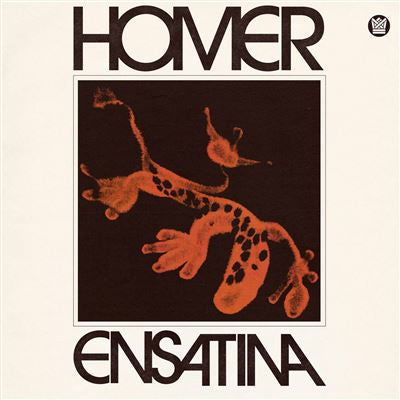 Ensatina - Homer